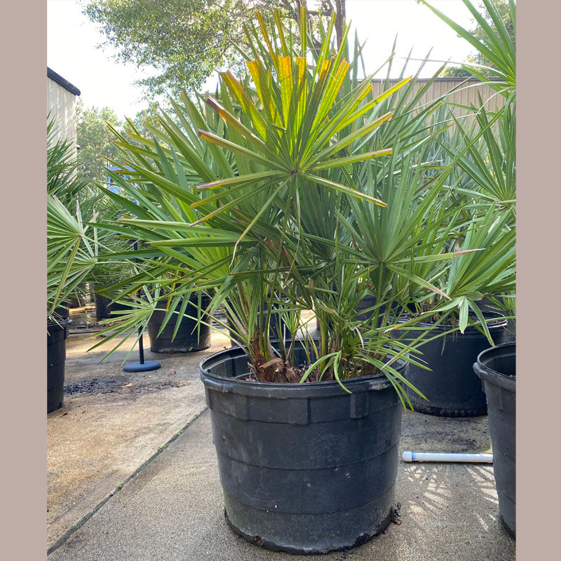 palmetto palms plants Dwarf Palmetto Tree 30 Gallon