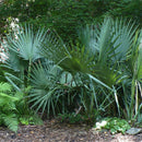 Dwarf Palmetto Tree