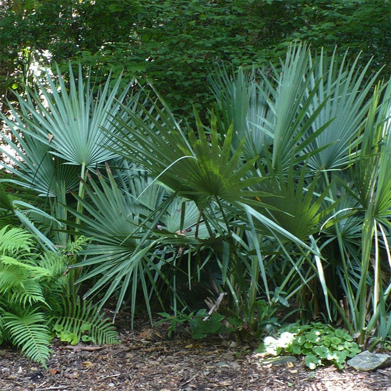 Dwarf Palmetto Tree