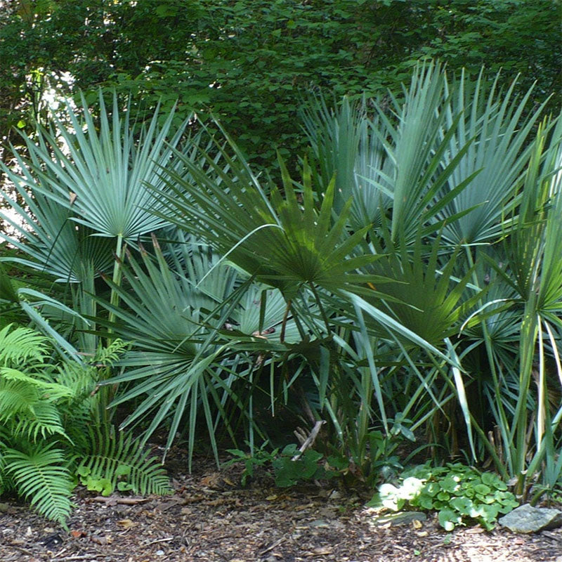planting sabal palms Dwarf Palmetto Tree | Sabal Minor