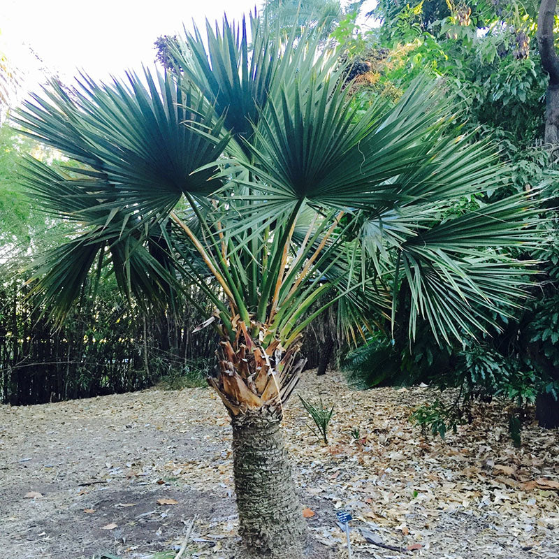 Dwarf Palmetto Tree