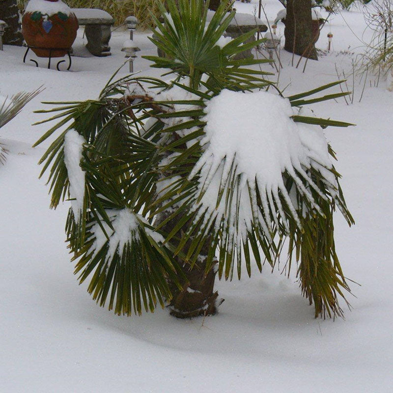 Dwarf Palmetto Tree