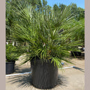 European Fan Palm Tree