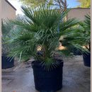 European Fan Palm Tree