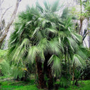 European Fan Palm Tree