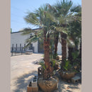 European Fan Palm Tree
