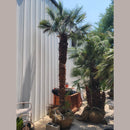 European Fan Palm Tree