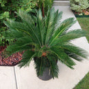 Sago Palm