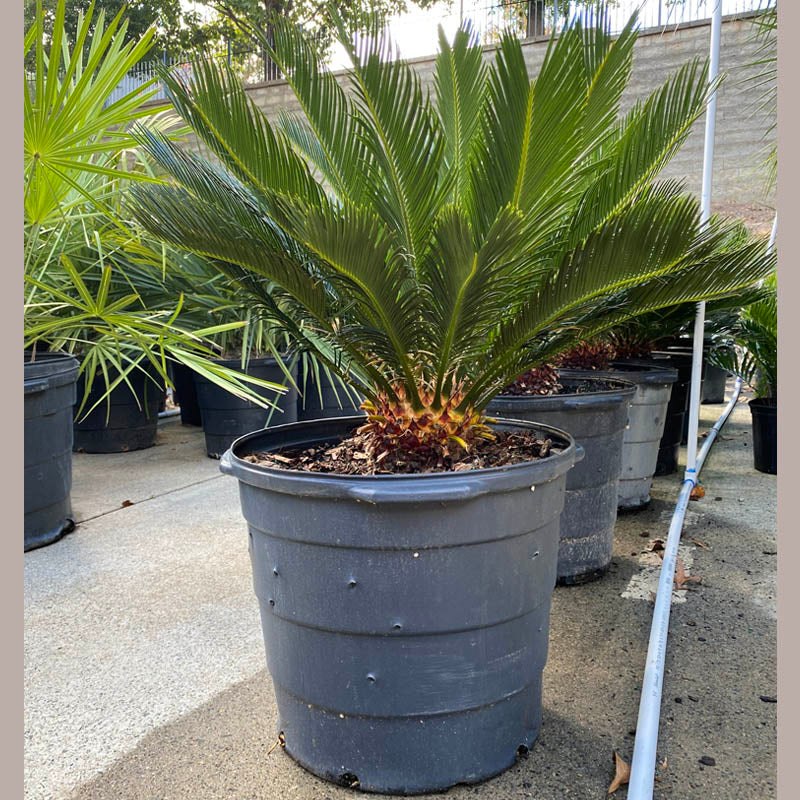 king palm plant King Sago Palm Tree | Sago Palm Tree