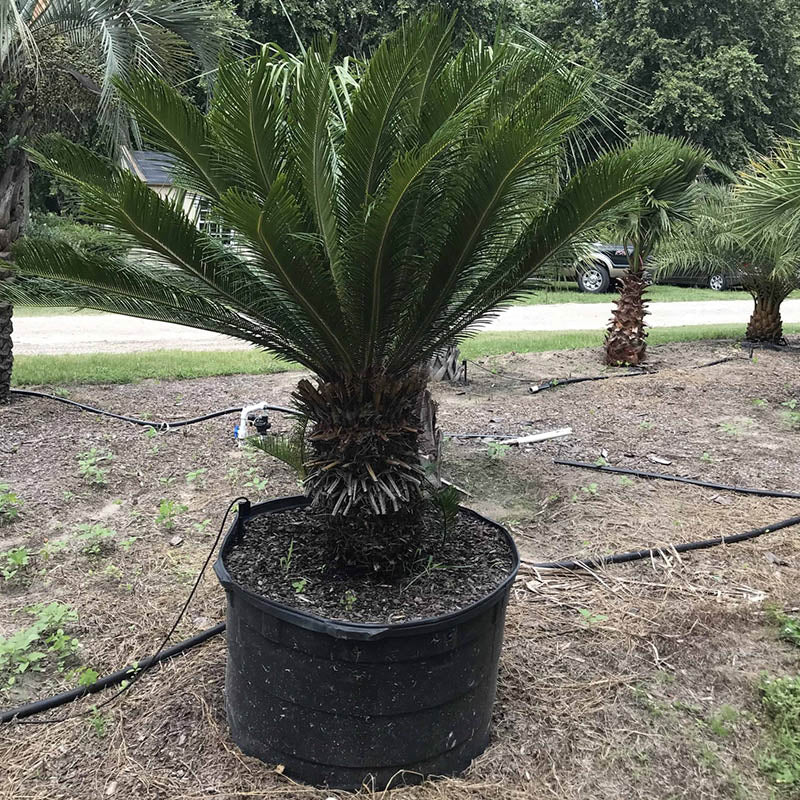 comb palm plant King Sago Palm Tree | Sago Palm Tree