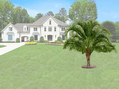 Lone Wolf palm tree landscaping - after - Atlanta Palms