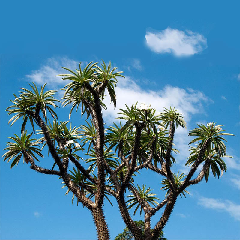 Madagascar Palm