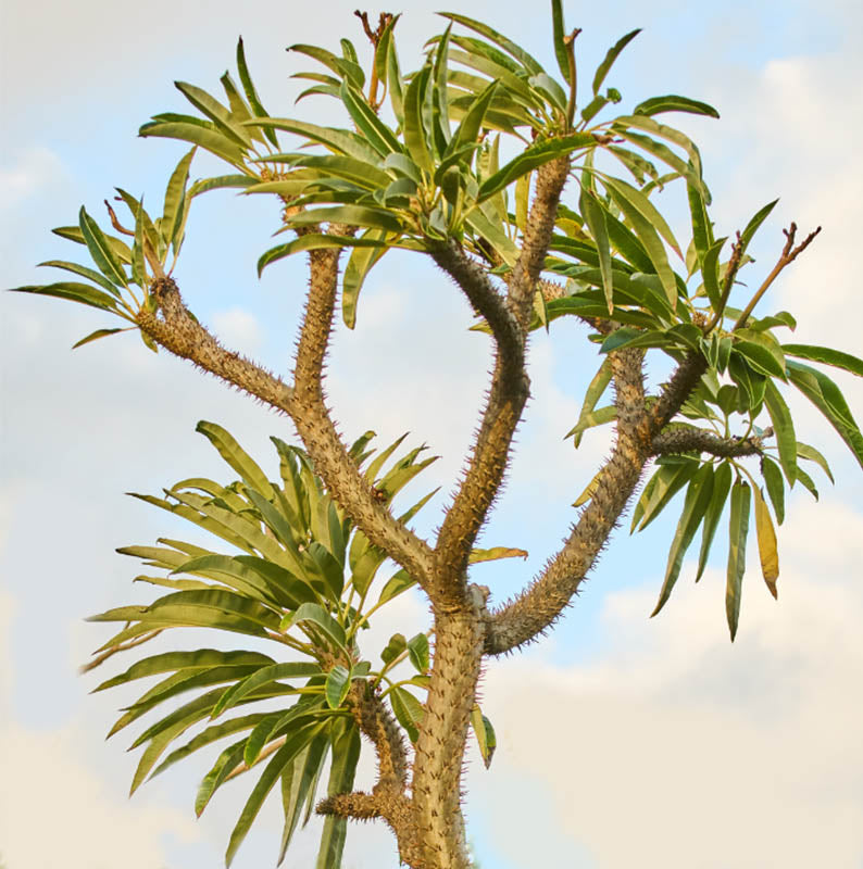 Madagascar Palm