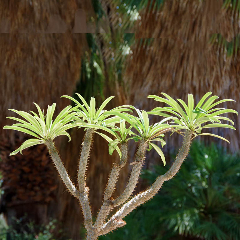 Madagascar Palm