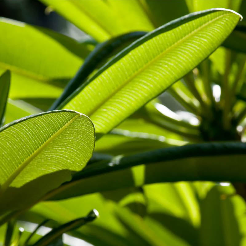 Madagascar Palm