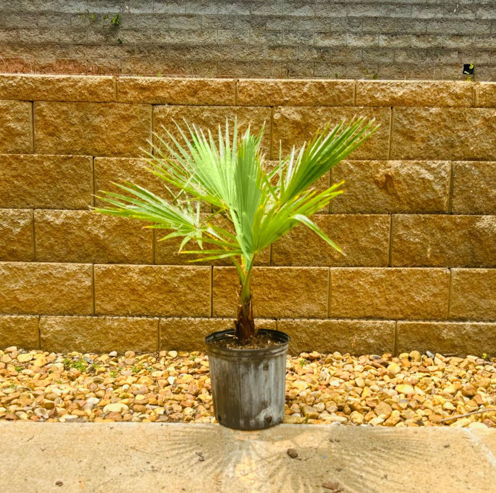 Mexican Fan Palm Tree 15 Gallon