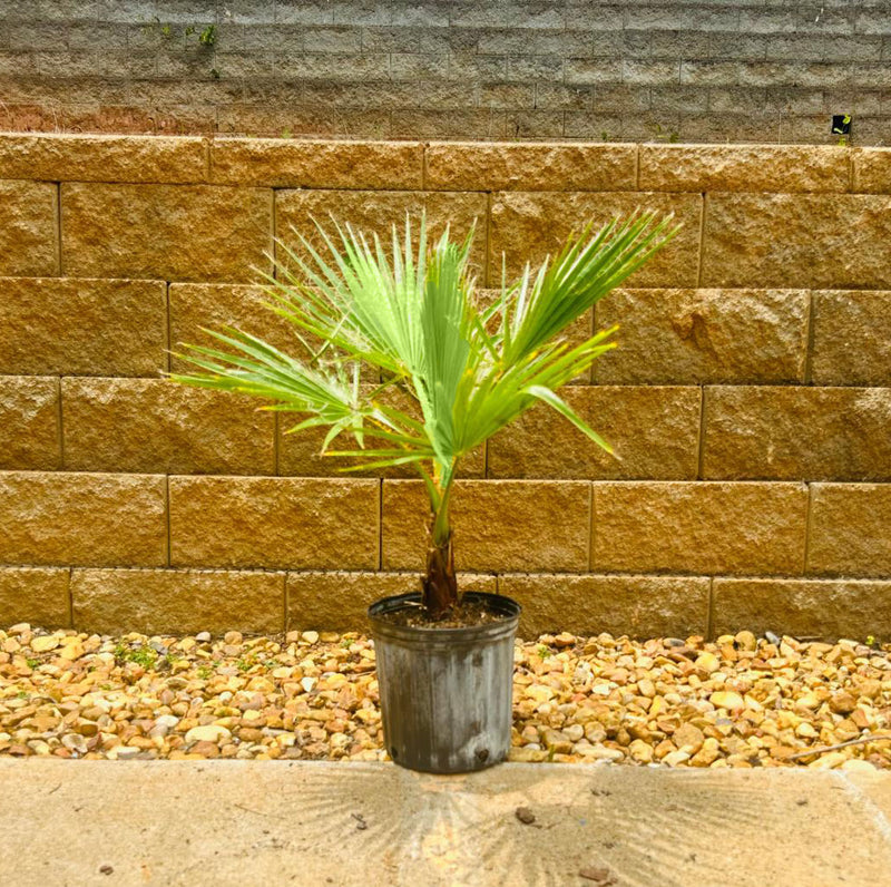 Mexican Fan Palm Tree