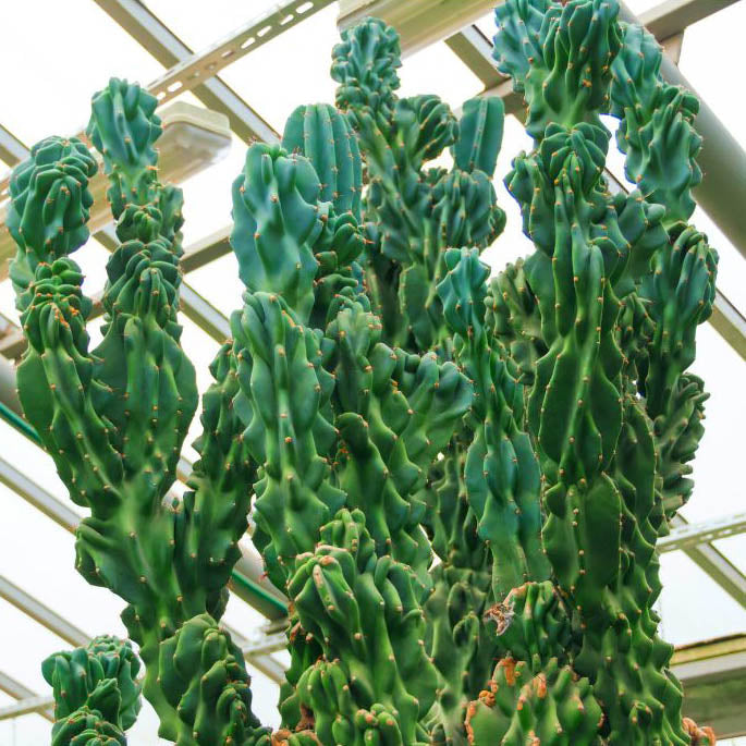 Monstrose Cactus