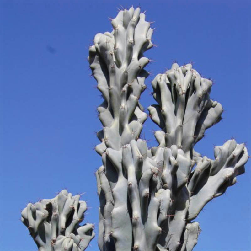 Monstrose Cactus