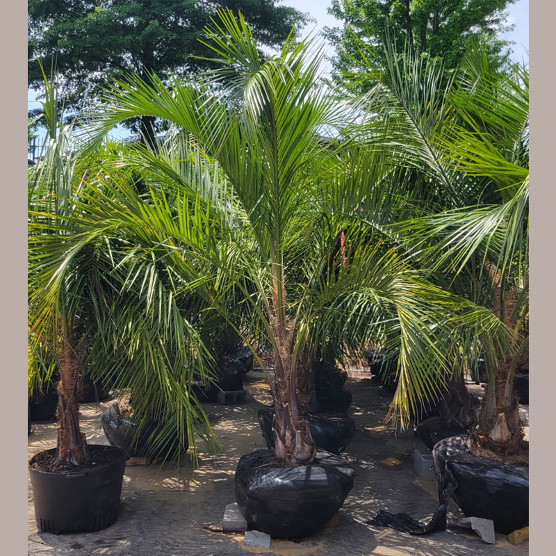 Mule Palm Tree