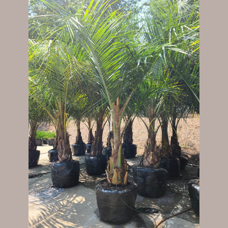 Mule Palm Tree