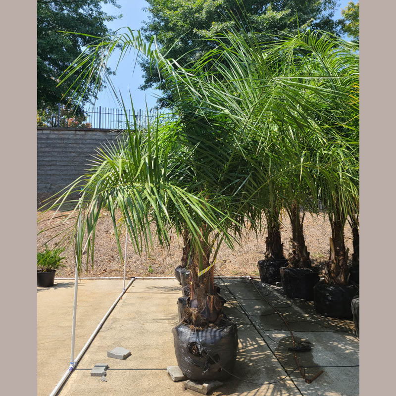 Mule Palm Tree