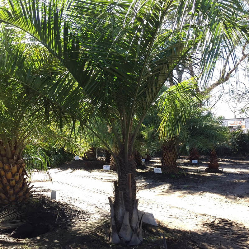 Mule Palm Tree