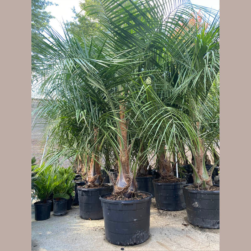 Mule Palm Tree