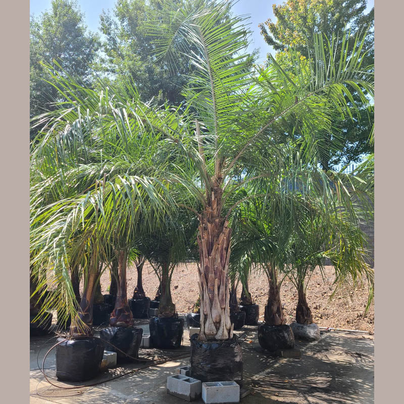 Mule Palm Tree