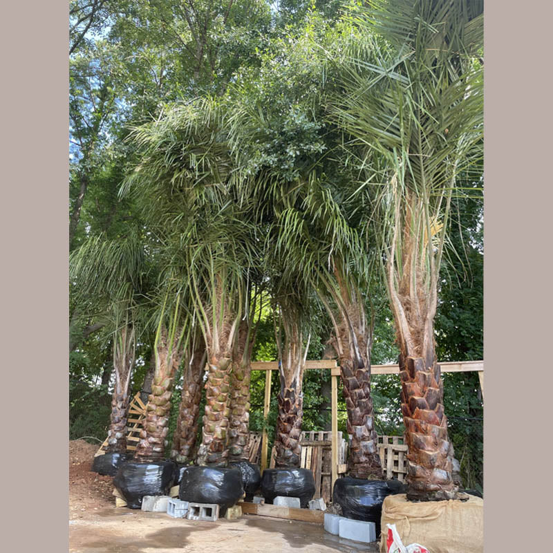 Mule Palm Tree