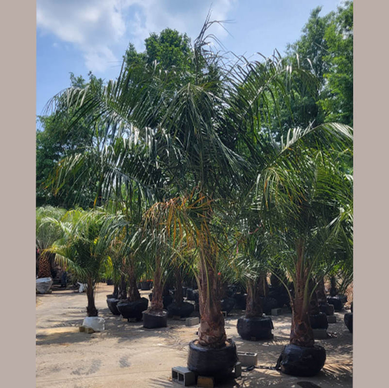 Mule Palm Tree