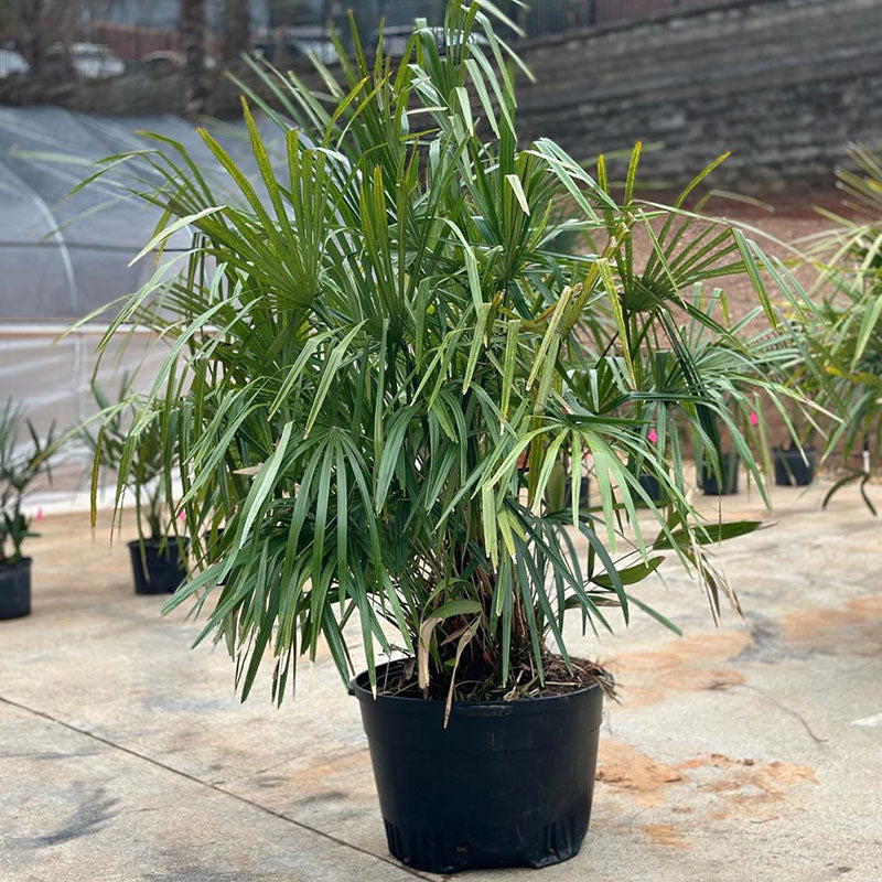 Needle Palm Tree