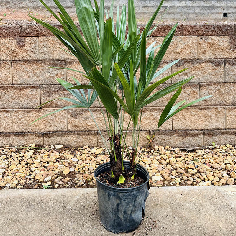 large palm leaf plant Needle Palm Tree | Glossy-green palms