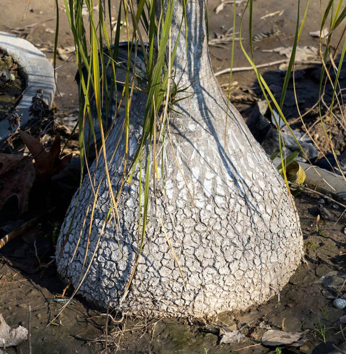 Ponytail Palm Tree