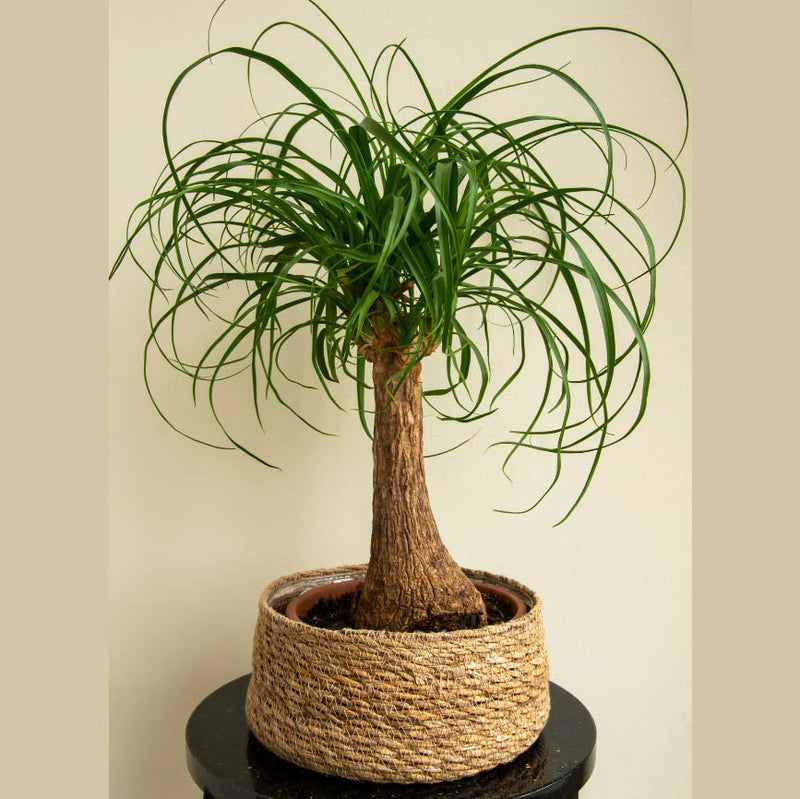 Ponytail Palm Tree