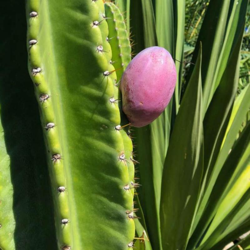 Peruvian Apple Cactus