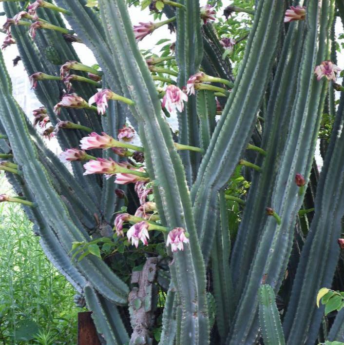 Peruvian Apple Cactus