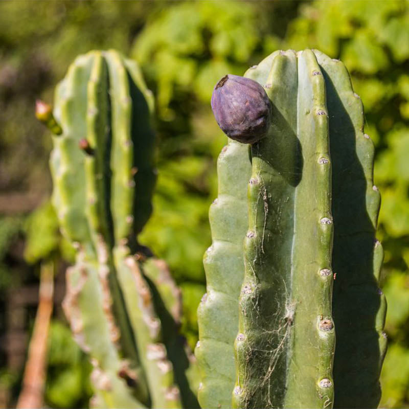 Peruvian Apple Cactus