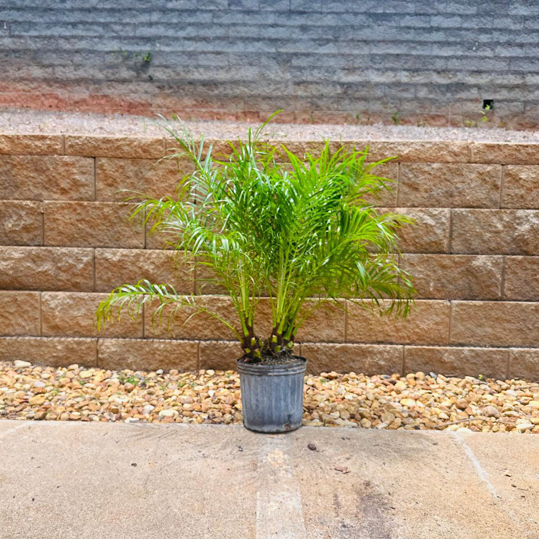 dwarf palm plant Pygmy Date Palm Tree | Phoenix Roebelenii Palms
