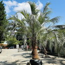 Pindo Palm Tree