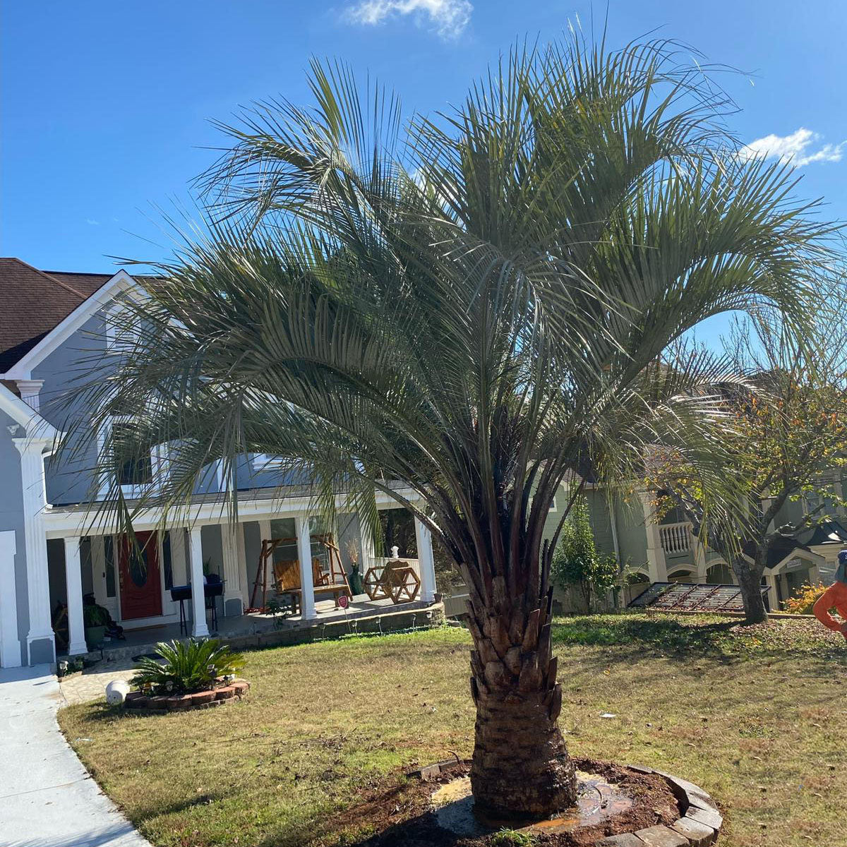 cost to plant a palm tree Pindo Palm Tree | Cold Hardy