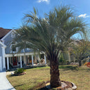 Pindo Palm Tree