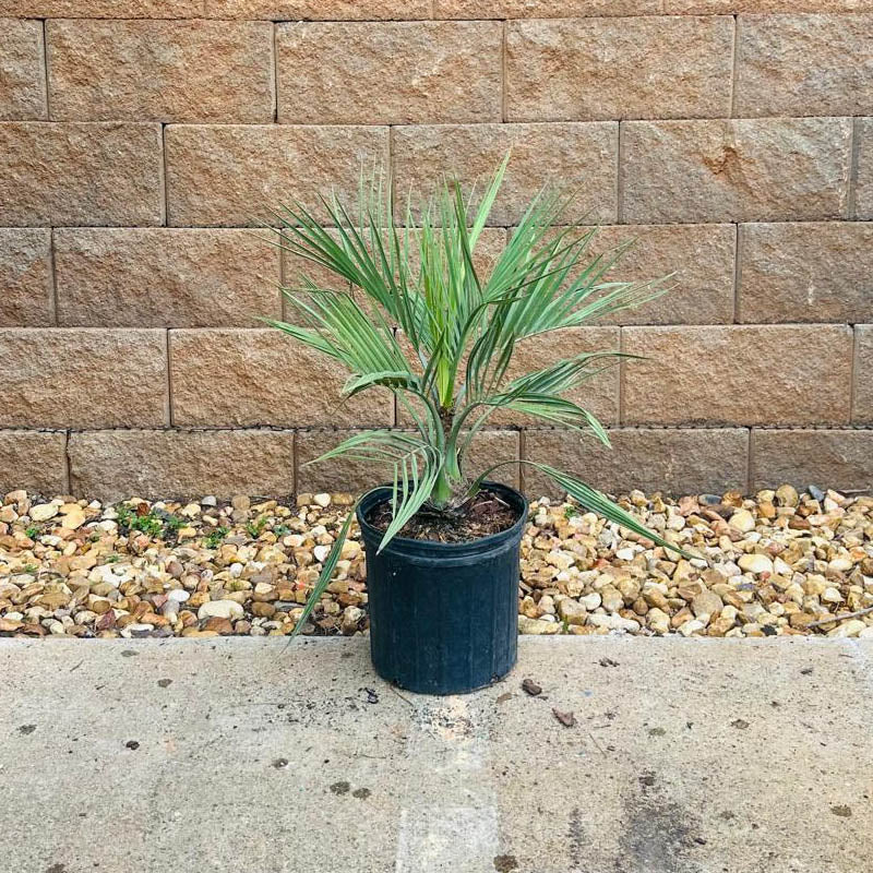 little palm plant Pindo Palm Tree | Cold Hardy