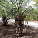 Pindo Palm Tree