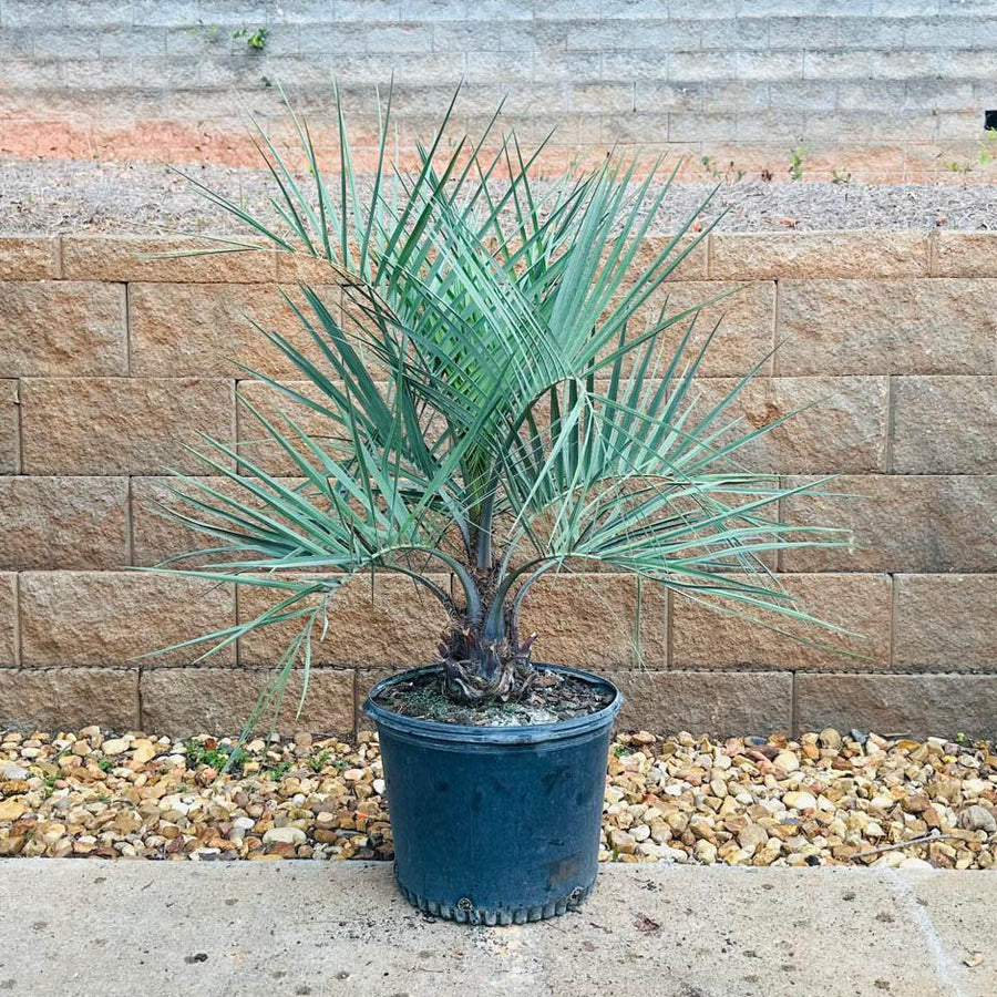 blue palm plant Pindo Palm Tree | Cold Hardy
