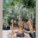 Pindo Palm Tree