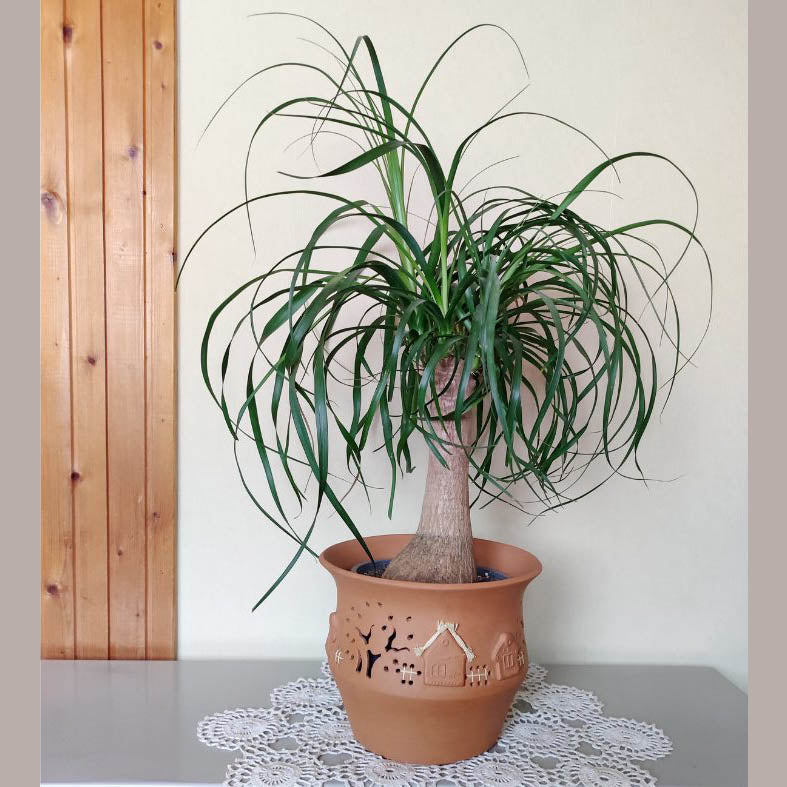 Ponytail Palm Tree