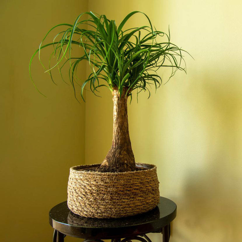 Ponytail Palm Tree