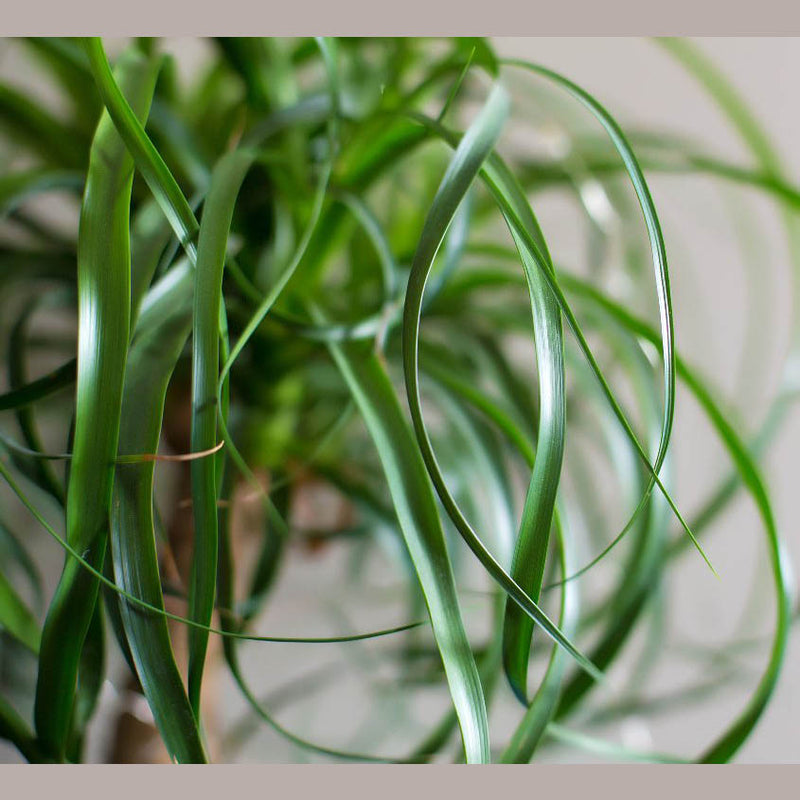 Ponytail Palm Tree