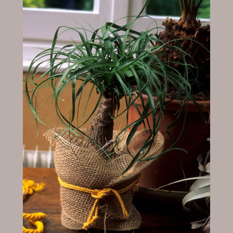 Ponytail Palm Tree